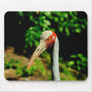 Brolga bird portrait mouse mat