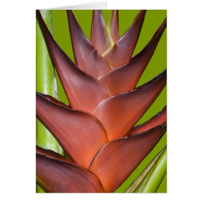 Bromeliad Blossom Spike # 1 (Front)