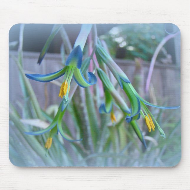 Bromeliad Blossoms on Blue Mouse Mat (Front)