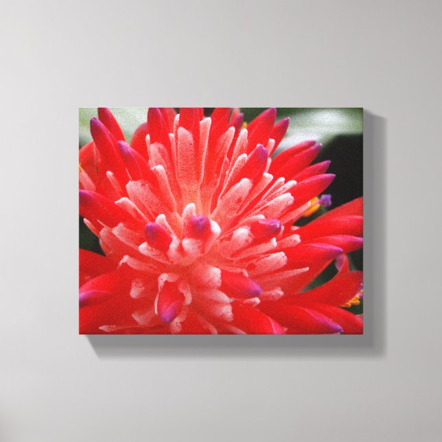 Bromeliad Canvas Print (Front)