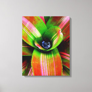 Bromeliad Canvas Print