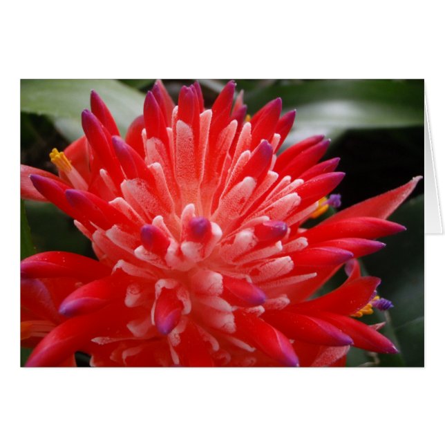 Bromeliad Flower Card (Front Horizontal)