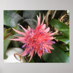 Bromeliad Flower Poster