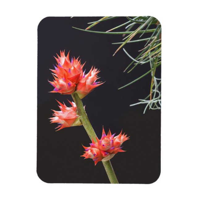 Bromeliad Flowers and Stem Magnet (Vertical)