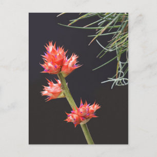 Bromeliad Flowers and Stem Postcard