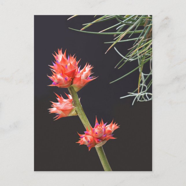 Bromeliad Flowers and Stem Postcard (Front)
