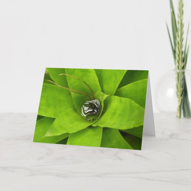 Bromeliad Green Botanical Photography Card (Front)