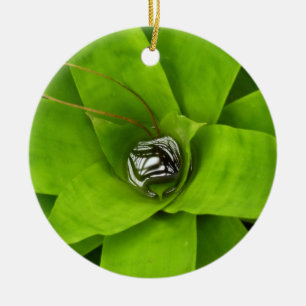 Bromeliad Green Botanical Photography Ceramic Tree Decoration