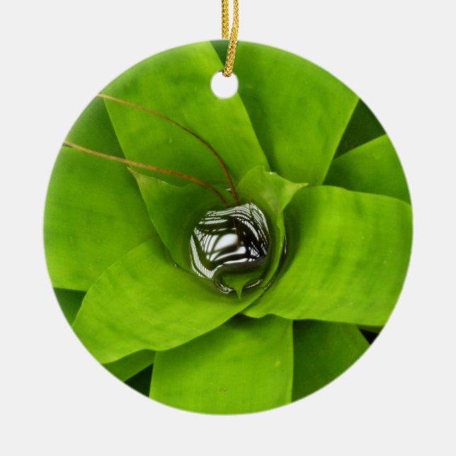 Bromeliad Green Botanical Photography Ceramic Tree Decoration (Front)