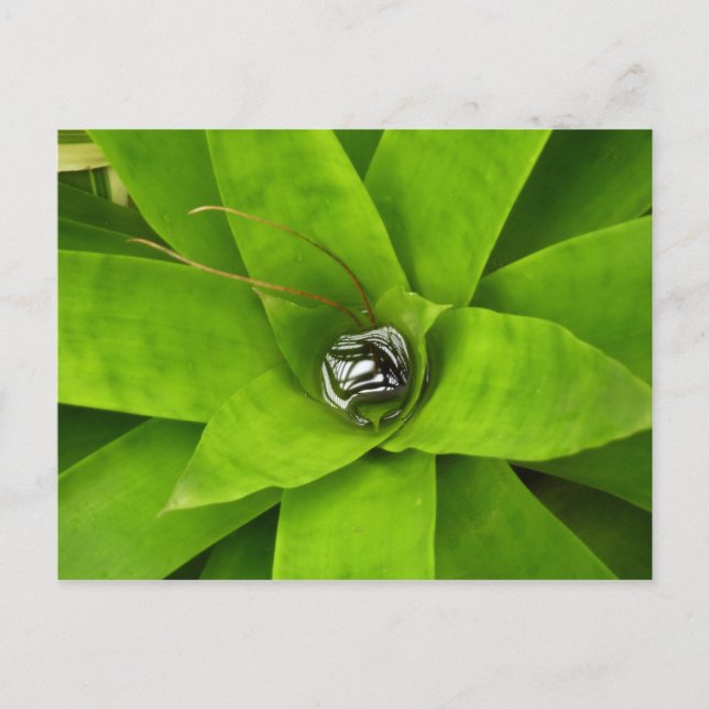Bromeliad Green Botanical Photography Postcard (Front)