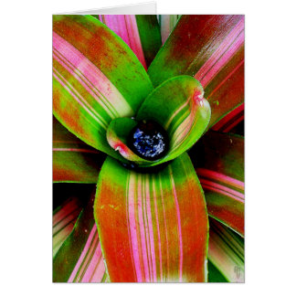 Bromeliad heart