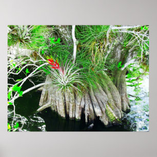 Bromeliad on Mangrove, Florida Everglades Poster