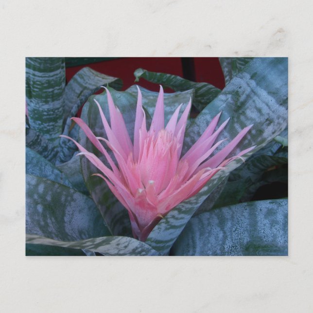 Bromeliad Postcard (Front)
