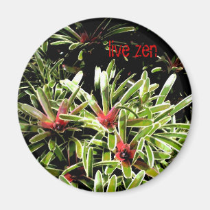 bromeliads live zen magnet