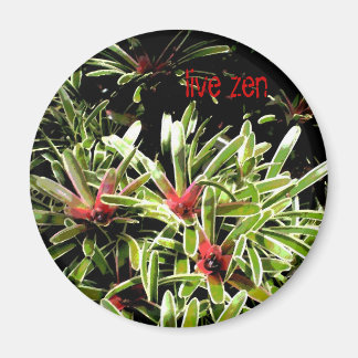 bromeliads live zen magnet