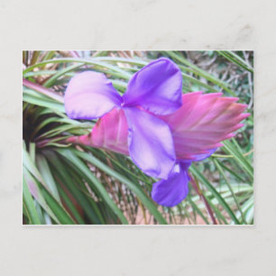 Bromeliads of Costa Rica Postcard