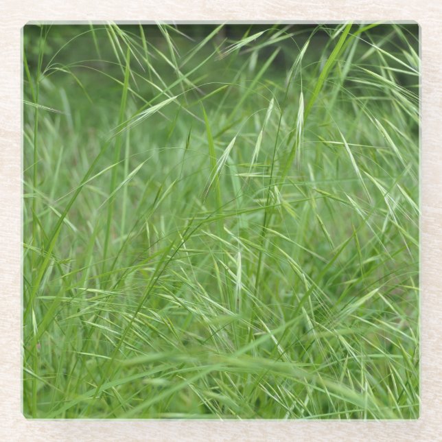 Bromus tectorum glass coaster (Front)