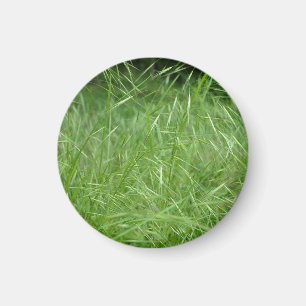 Bromus tectorum magnet