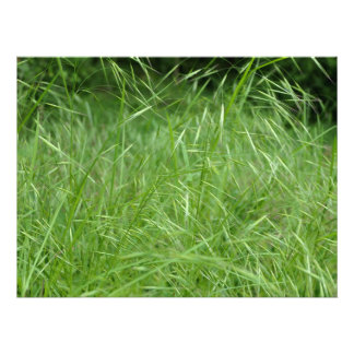 Bromus tectorum photo print