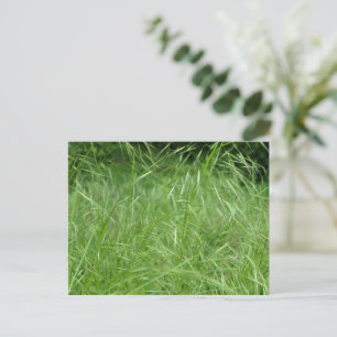 Bromus tectorum postcard