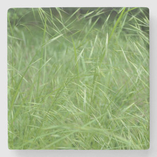 Bromus tectorum stone coaster