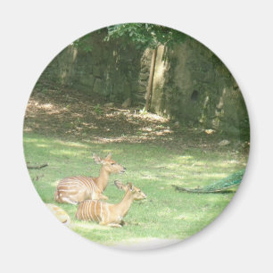 Bronx Zoo Image Magnet