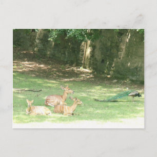 Bronx Zoo Image Postcard