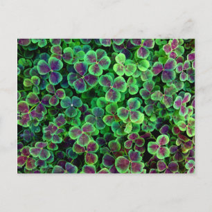 BRONZE DUTCH CLOVER POSTCARD