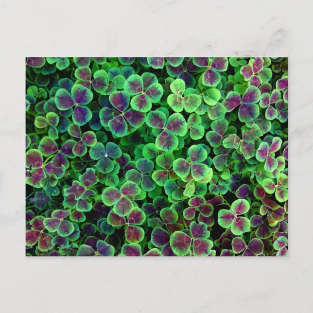 BRONZE DUTCH CLOVER POSTCARD (Front)