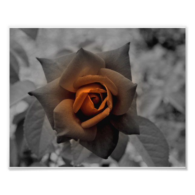 Bronze Rose at Noon Day Photo Print (Front)