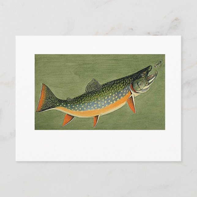 brook trout Art by Louis Agassiz Fuertes Postcard (Front)