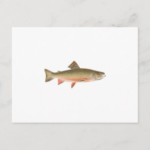 Brook Trout Art Postcard
