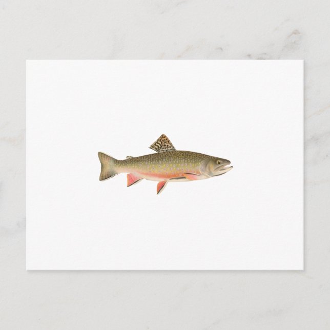 Brook Trout Art Postcard (Front)