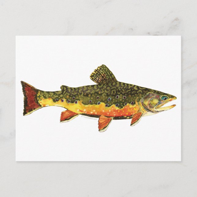 Brook Trout Fish Painting Postcard (Front)