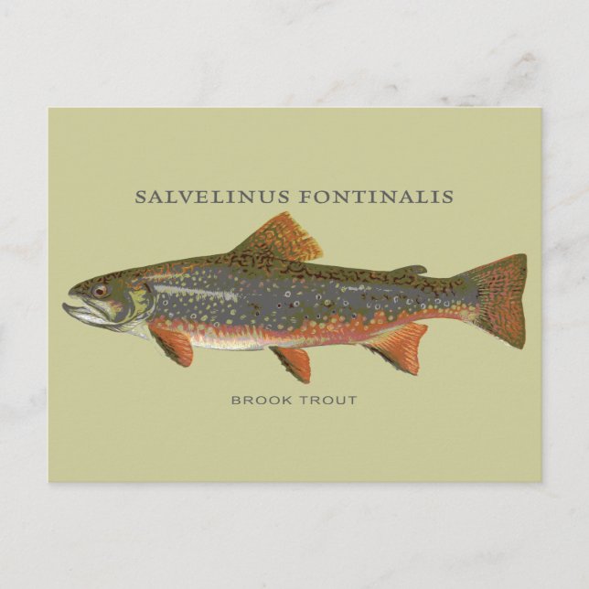 Brook Trout Fishing Postcard (Front)