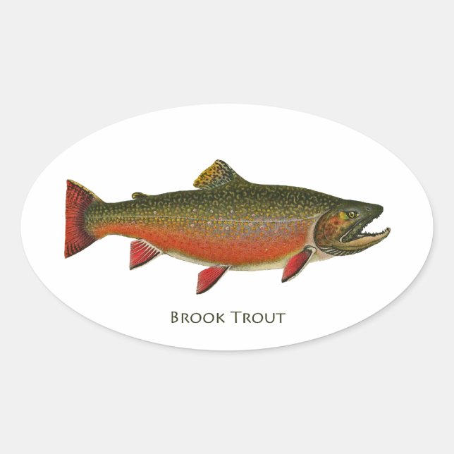 Brook Trout Male (Spawning Phase) Oval Sticker (Front)