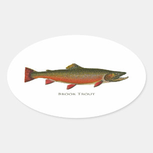 Brook Trout Male (Spawning Phase) Oval Sticker