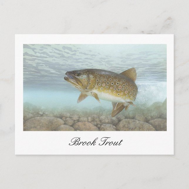 Brook Trout Painting Postcard (Front)