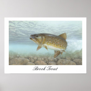 Brook Trout Painting Poster