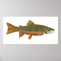 Brook Trout