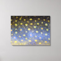 Brook Trout Scales Photography