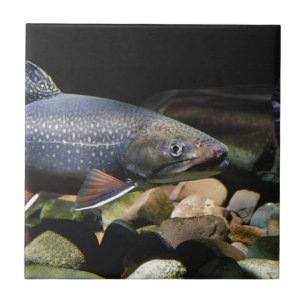 Brook Trout Tile