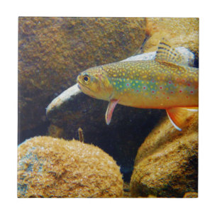 Brook Trout Tile