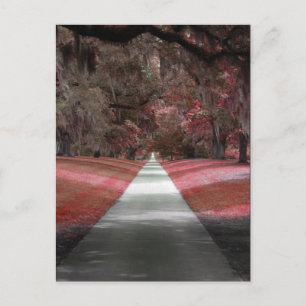 Brookgreen Gardens Postcard