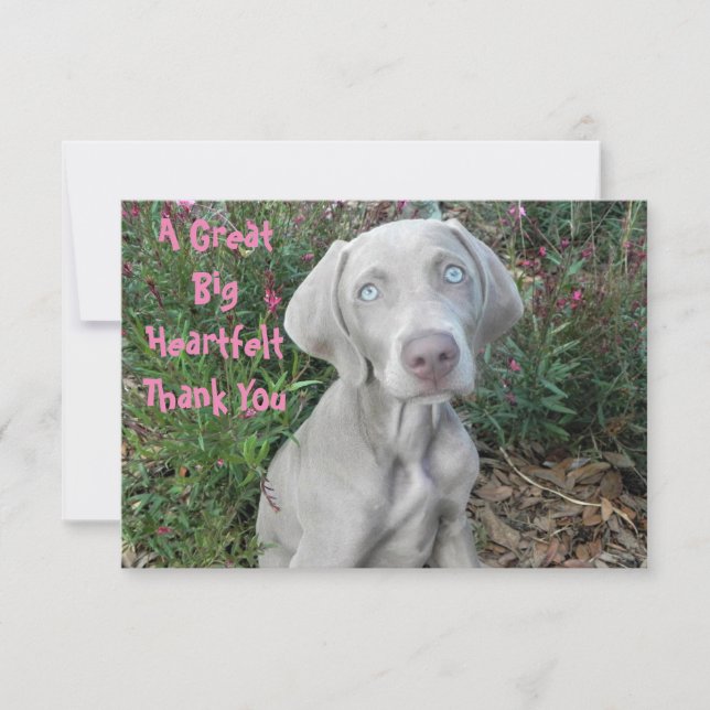 Brooklyn's Birthday Garden Party - Weimaraner Dog  Thank You Card (Front)