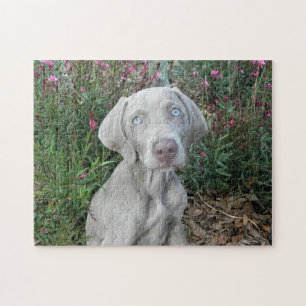 Brooklyn's Garden Party - Weimaraner Dog   Jigsaw Puzzle