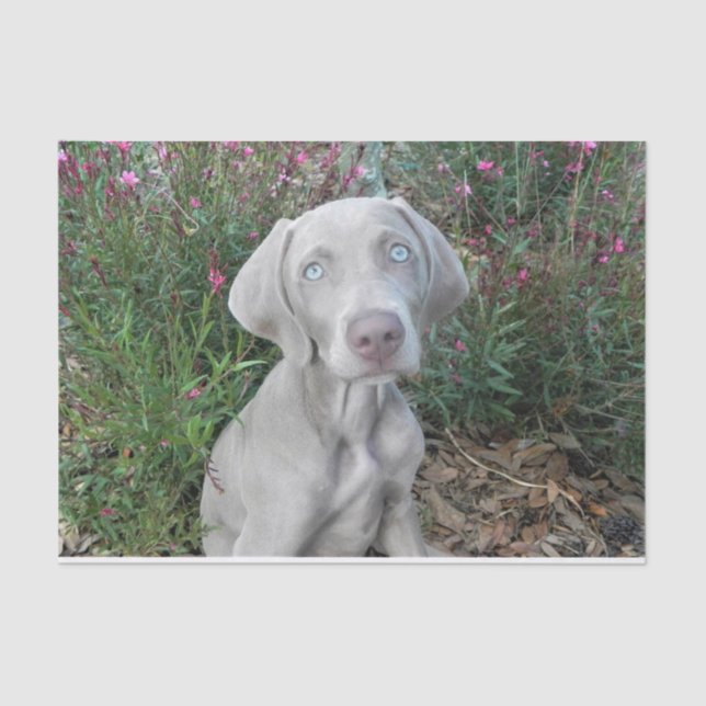 Brooklyn's Garden Party - Weimaraner Dog  Tissue Paper (Front)