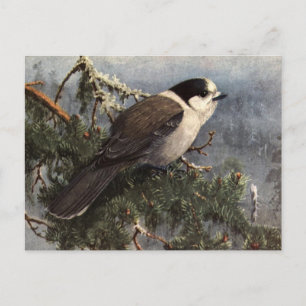 Brooks' Grey Jay in pine Postcard