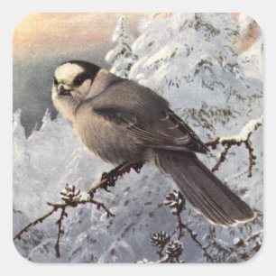 Brooks' Grey Jay in snow Square Sticker