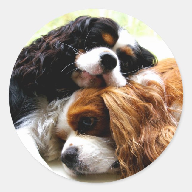 Brothers Cavaliers Classic Round Sticker (Front)